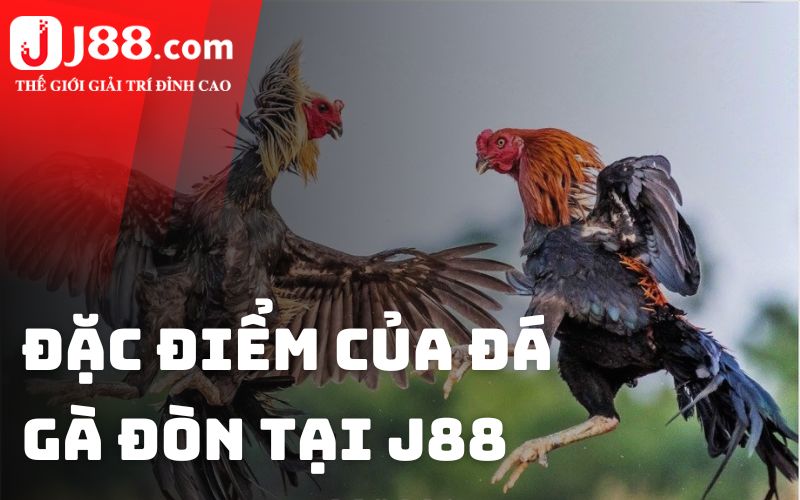 Đặc điểm của đá gà đòn tại J88